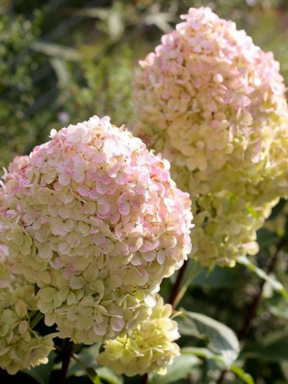 Гортензия Мэджикал Свит Саммер (Magical Sweet Summer) метельчатая купить с доставкой