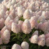 Гортензия Мэджикал Свит Саммер (Magical Sweet Summer) метельчатая