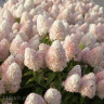 Гортензия Мэджикал Свит Саммер (Magical Sweet Summer) метельчатая