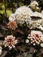 Пузыреплодник Олл Блэк (All Black)