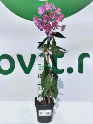 Флокс Седой Урал