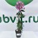 Флокс Седой Урал купить с доставкой Флокс Седой Урал купить с доставкой