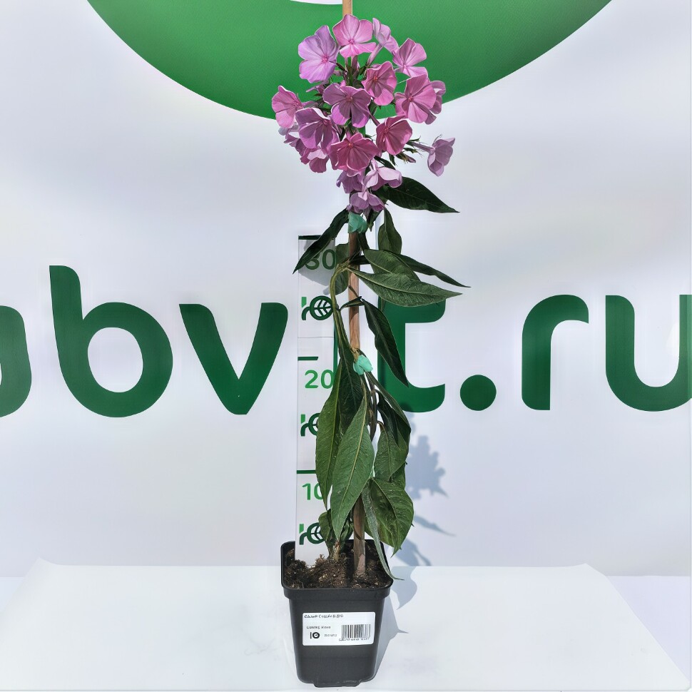 Флокс Седой Урал купить с доставкой Флокс Седой Урал купить с доставкой