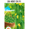 Огурец SV4097CV + подарок [Сибирский сад] купить с доставкой