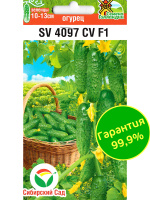 Огурец SV4097CV + подарок [Сибирский сад]