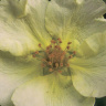 Лапчатка Примроуз Бьюти (Primrose Beauty) купить с доставкой