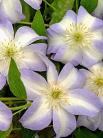 Клематис Юкикомачи (Yukikomachi)