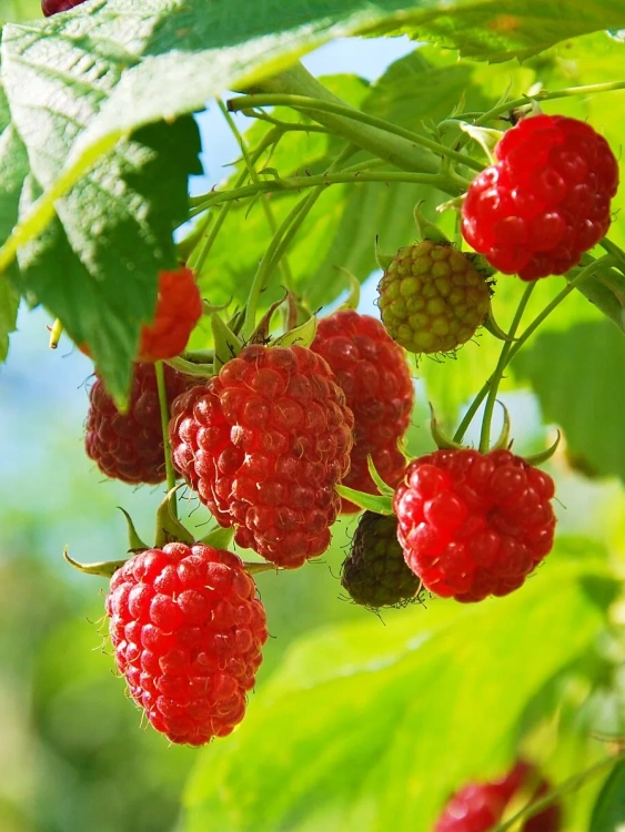 Малина Челябинская крупноплодная купить с доставкой