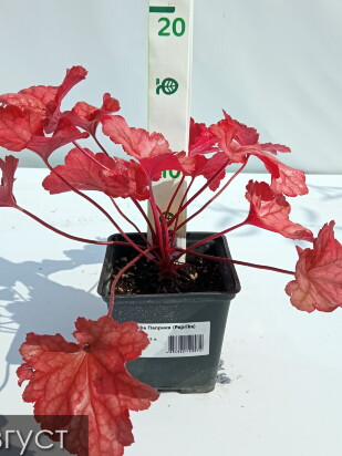 Гейхера Паприка (Paprika) Гейхера Паприка (Paprika)