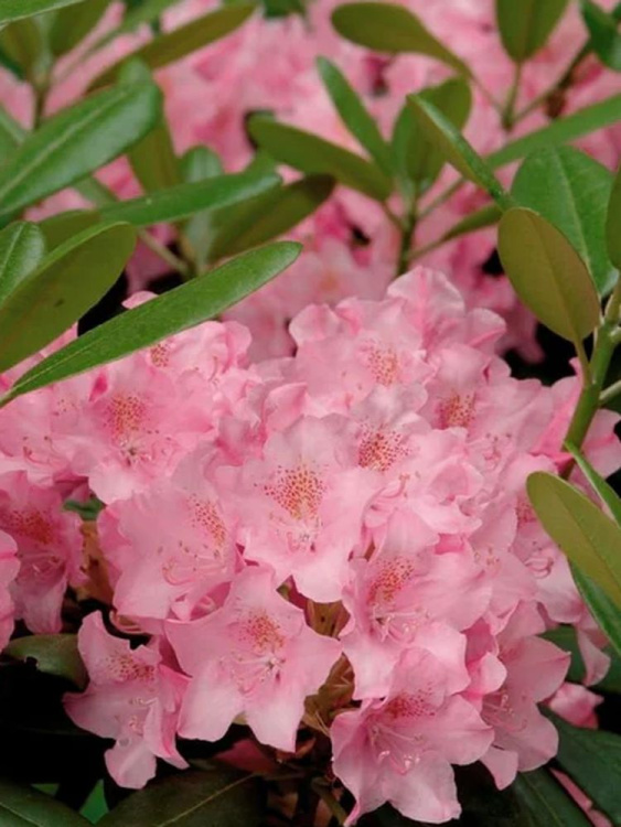 Рододендрон Хельсинки Юниверсити (Helsinki University) купить с доставкой