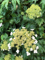 Гортензия Эмеральд Лейс (Emerald Lace) древовидная