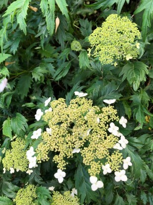Гортензия Эмеральд Лейс (Emerald Lace) древовидная
