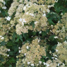Гортензия Эмеральд Лейс (Emerald Lace) древовидная купить с доставкой