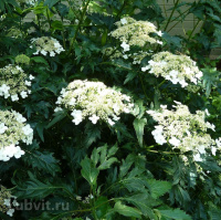 Гортензия Эмеральд Лейс (Emerald Lace) древовидная