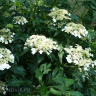 Гортензия Эмеральд Лейс (Emerald Lace) древовидная