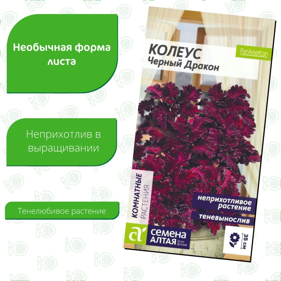 Колеус Черный Дракон [Семена алтая] купить с доставкой