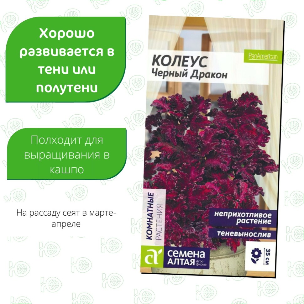 Колеус Черный Дракон [Семена алтая] купить с доставкой