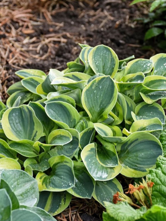 Хоста Майти Маус (Mighty Mouse) [S] купить с доставкой