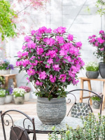 Рододендрон П.Дж.М. Элит (P.J.M. Elite)