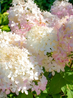 Гортензия Фантом (Phantom) метельчатая