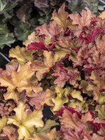 Гейхера Рекс Дарк Эмбер (Rex Dark Amber)