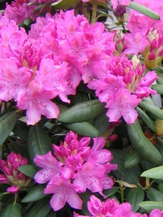 Рододендрон Розеум Элеганс (Roseum Elegans) купить с доставкой