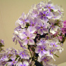 Флокс Ордынка