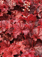 Гейхера Каджун Файр (Cajun Fire)