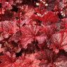 Гейхера Каджун Файр (Cajun Fire) купить с доставкой