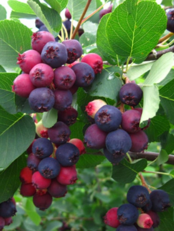 Ирга Тиссен купить с доставкой