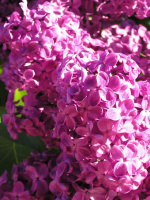 Сирень Красная Москва