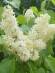 Сирень Примроуз (Primrose) купить с доставкой