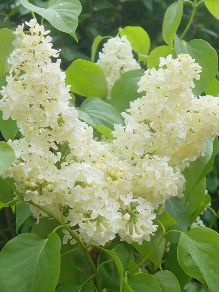 Сирень Примроуз (Primrose) купить с доставкой