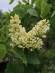 Сирень Примроуз (Primrose) купить с доставкой