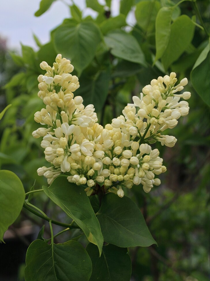 Сирень Примроуз (Primrose) купить с доставкой