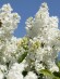 Сирень Примроуз (Primrose) купить с доставкой