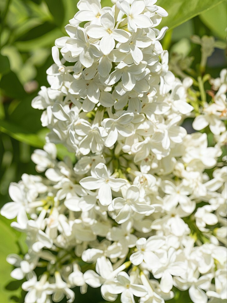 Сирень Примроуз (Primrose) купить с доставкой