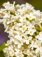 Сирень Примроуз (Primrose)