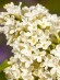 Сирень Примроуз (Primrose) купить с доставкой