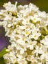 Сирень Примроуз (Primrose)