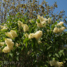 Сирень Примроуз (Primrose) купить с доставкой