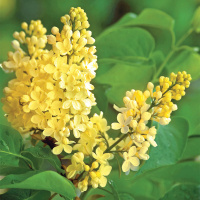 Сирень Примроуз (Primrose)