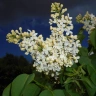 Сирень Примроуз (Primrose)