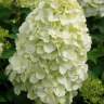 Гортензия Геркулес (Hercules) метельчатая
