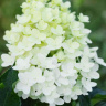 Гортензия Геркулес (Hercules) метельчатая купить с доставкой