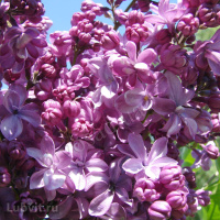 Сирень Виолетта (Violetta)