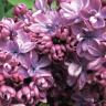 Сирень Виолетта (Violetta)