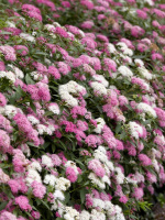 Спирея Широбана (Shirobana)