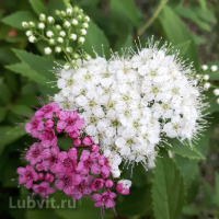 Спирея Широбана (Shirobana)