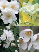 Чубушник ассортимент